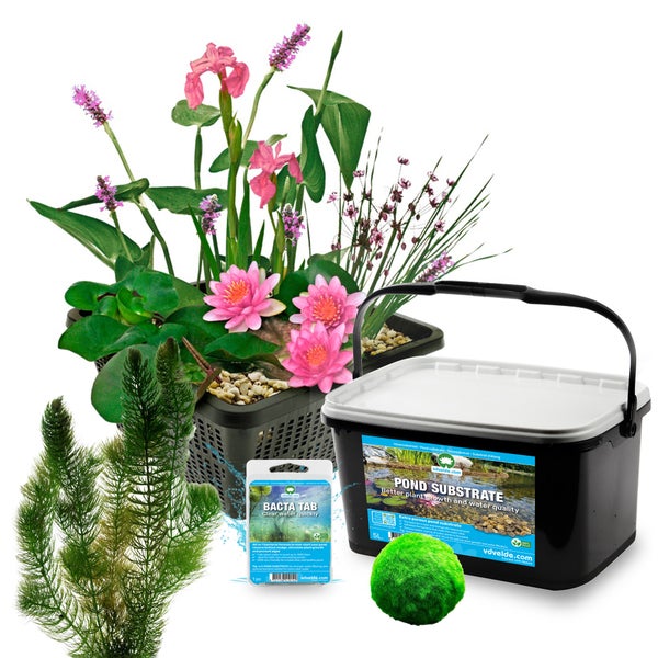 Komplettes Teichpflanzen Set mit blühenden Wasserpflanzen im Korb, 5 Liter Teichsubstrat, Teichbakterien Tabletten, Moosball und Hornkraut.