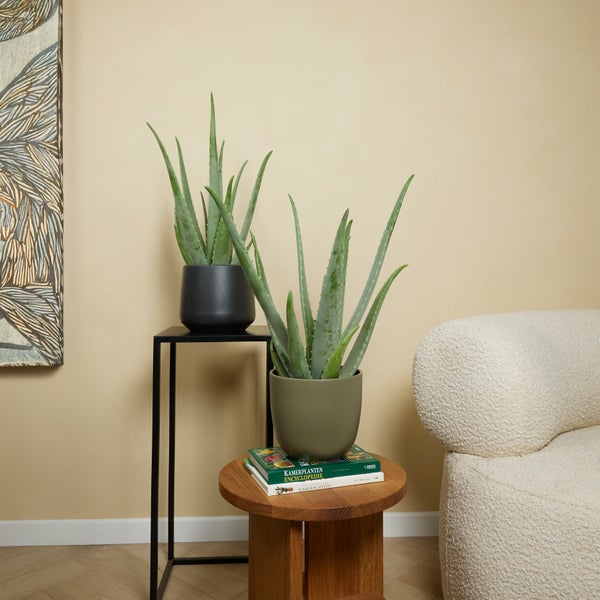 Zwei Aloe Vera Pflanzen in Töpfen auf Tischen in einem hellen Raum.