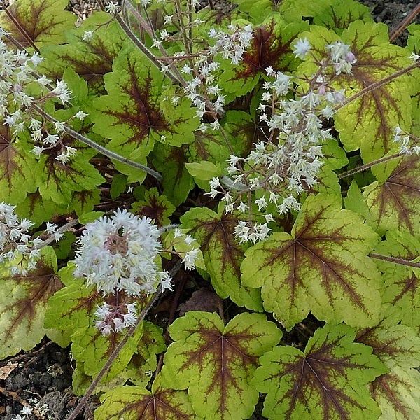 Nahaufnahme einer Purpurglöckchen Pflanze mit Blättern und Blüten