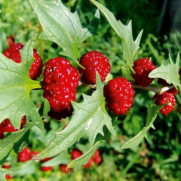 Nahaufnahme von Erdbeer-Spinat mit reifen roten Beeren und gezackten grünen Blättern.