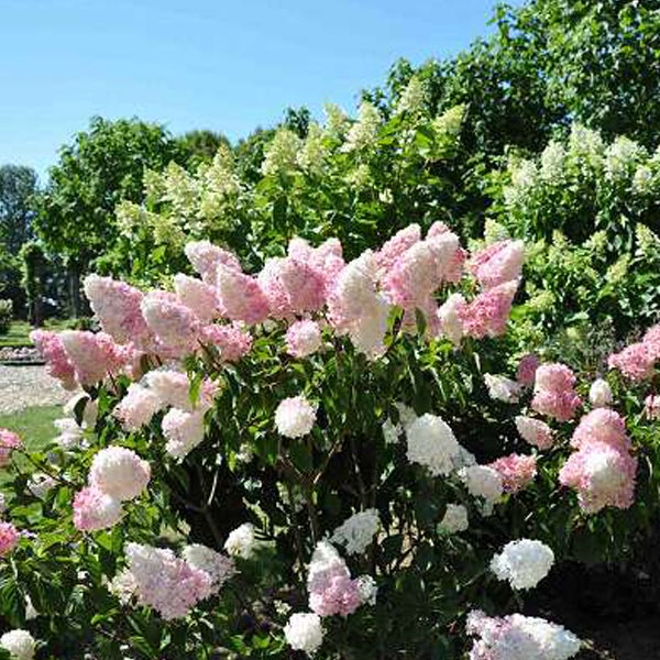 Blühender Hortensienbusch mit rosa und weißen Blüten im Garten.