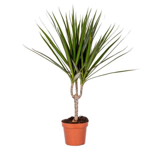 Dracaena Marginata | Drachenblutbaum kleiner Stamm - Zimmerpflanze im Anzuchttopf ⌀12 cm - ↕35-45 cm