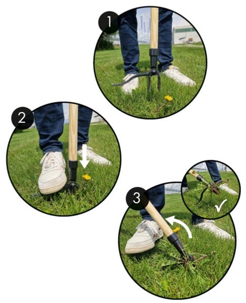Dreistufige Anleitung zur Nutzung eines Unkrautstechers: Ansetzen, in den Boden drücken und Unkraut mitsamt der Wurzel aus dem Rasen entfernen.