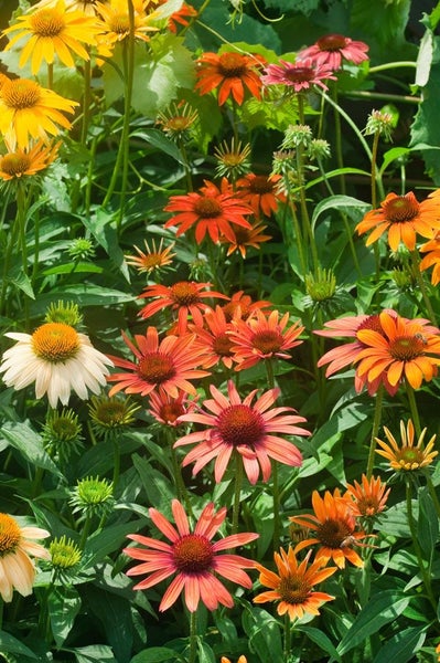 Blühendes Beet mit verschiedenen Echinacea-Pflanzen.