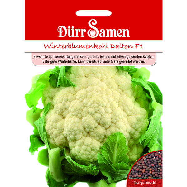 Blumenkohl Dalton F1 Saatgut von Drr Samen | HORNBACH