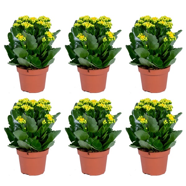 Schneebedeckter künstlicher Weihnachtsbaum mit Tannenzapfen