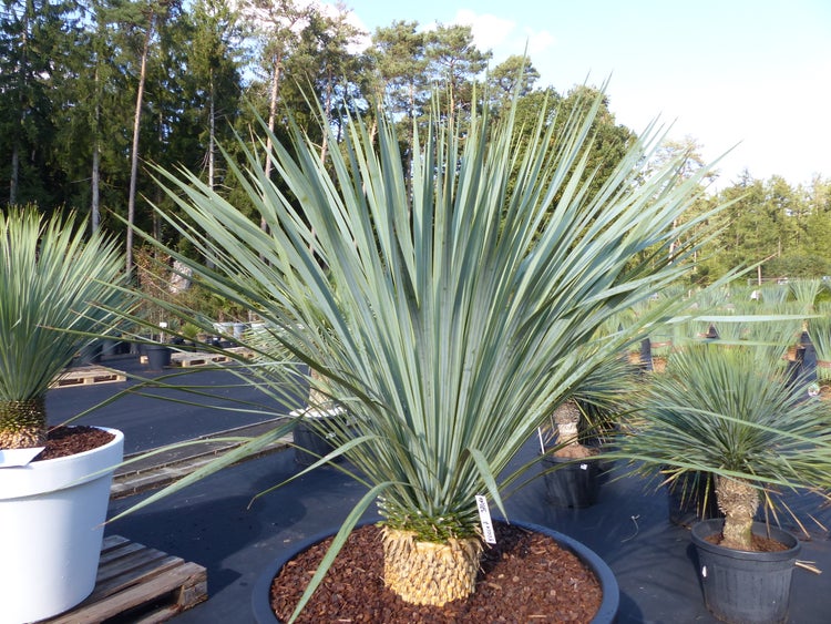 Yucca-Palme mit steifen, bläulich-grünen Blättern in einem großen Pflanztopf im Außenbereich.