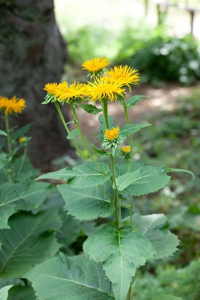 Telekia speciosa, Großblütige Telekie, gelb, ca. 11x11 cm Topf