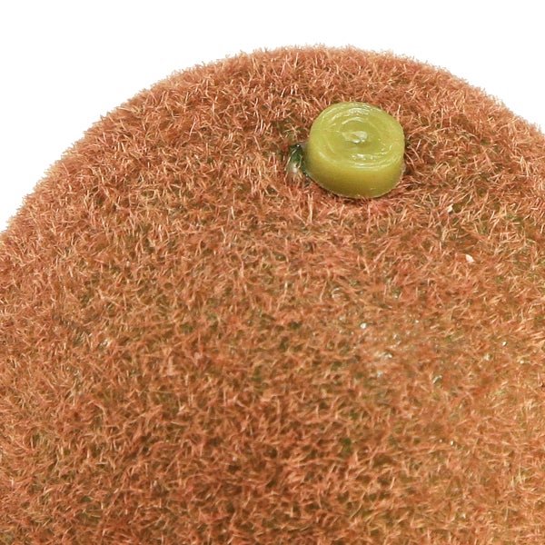 Nahaufnahme einer Kiwi mit flaumiger Schale und einem kleinen grünen Aufkleber