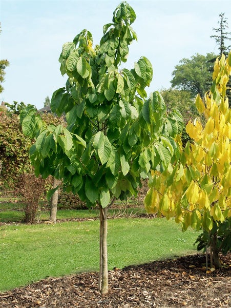 Asimina triloba, Indianerbanane, 40–60 cm