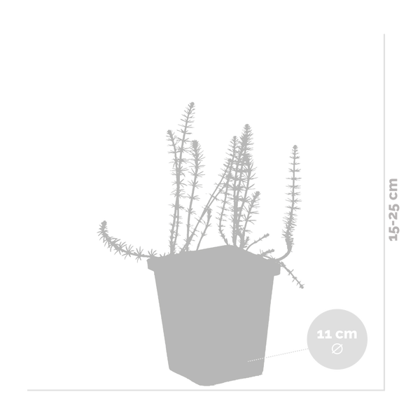 Teichpflanze im Topf, Wuchshöhe 15 bis 25 Zentimeter, Topfdurchmesser 11 Zentimeter.