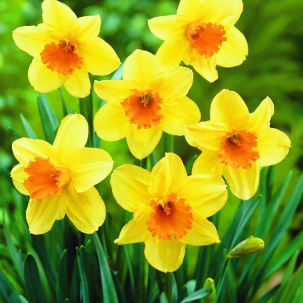 Gelbe Narzissenblüten im Garten