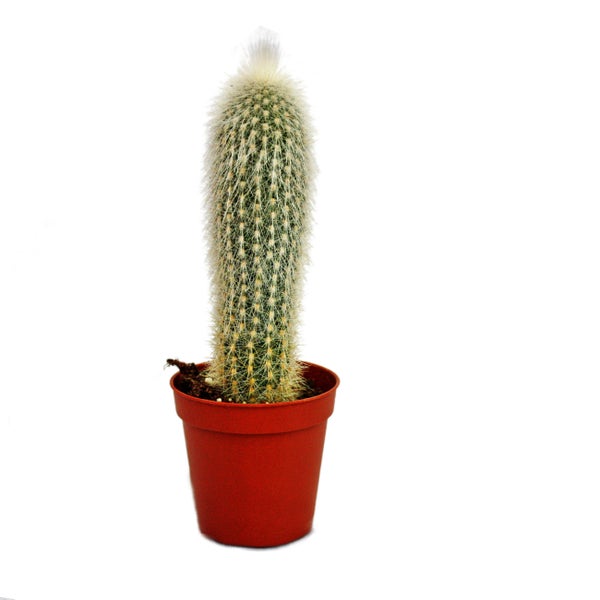 Cleistocactus strausii - Silberkerze - im 5,5cm Topf