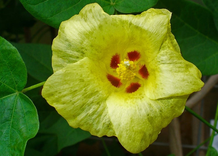 SAFLAX Garden in the bag - Topfbaumwolle - Gossypium herbaceum - 12 Samen - Mit Anzuchtsubstrat im praktischen, selbst aufstellenden Beutel
