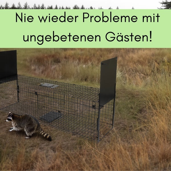 Lebendfalle mit Waschbär im Freien, Text: Nie wieder Probleme mit ungebetenen Gästen!