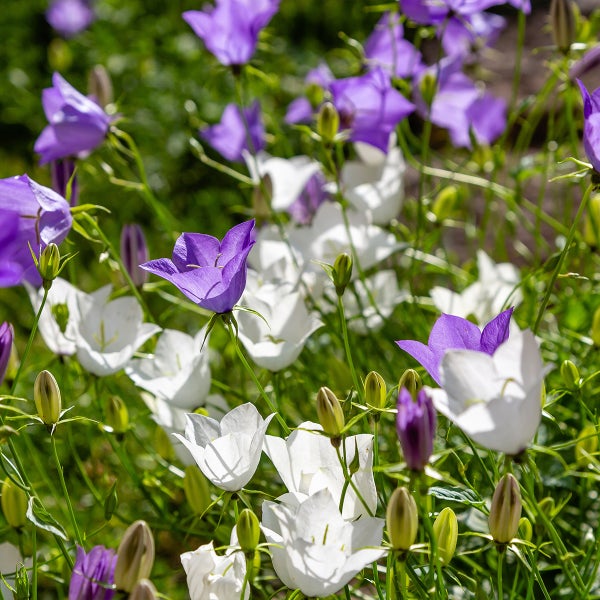 Violette und weiße Glockenblumen in voller Blüte und als Knospen in einem Gartenbeet.