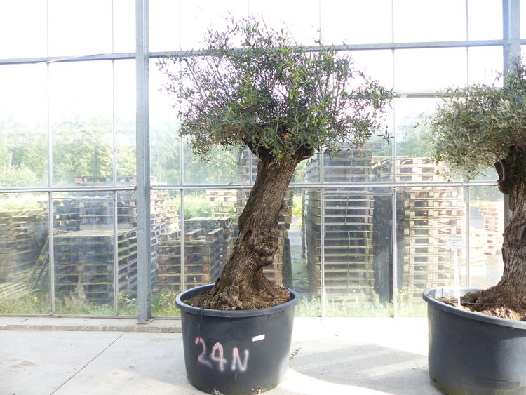 Olivenbaum im schwarzen Kunststofftopf mit dickem, knorrigem Stamm und grüner Krone in einem hellen Gewächshaus.