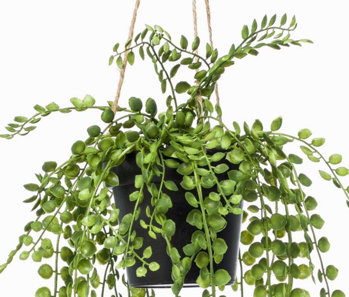 Künstliche Hängepflanze in einem schwarzen Topf mit runden grünen Blättern und einer Juteaufhängung.