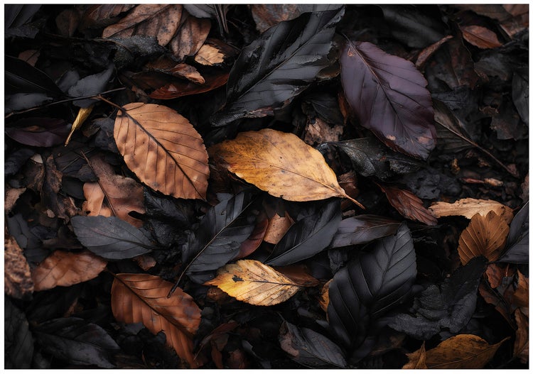 Nahaufnahme von trockenem Herbstlaub