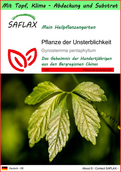 SAFLAX Garden to go - Pflanze der Unsterblichkeit - Gynostemma pentaphyllum - 30 Samen - Mit Topf, Klima - Deckel und Anzuchtsubstrat