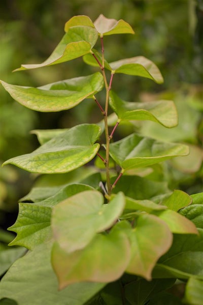 Cercis chinensis 'Avondale', Judasbaum, purpurrosa, 40–60 cm