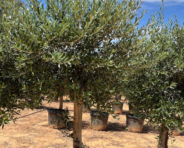 Olivenbaum Olea Europaea Picual mit dicken Stamm & Gesamthöhe ca.: 180cm