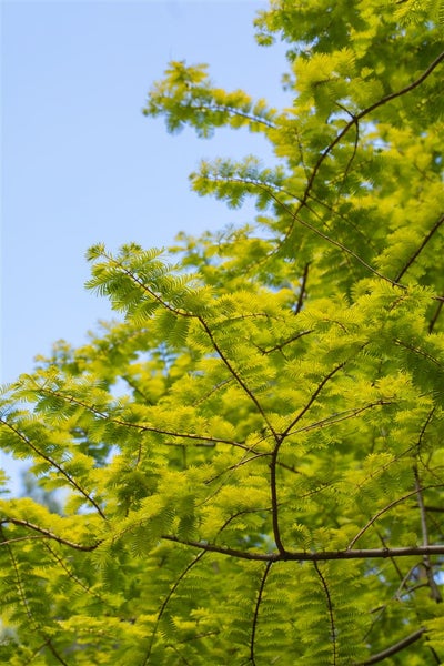 Metasequoia glyptostroboides 'Gold Rush', Urweltmammutbaum, goldgelb, 40–60 cm