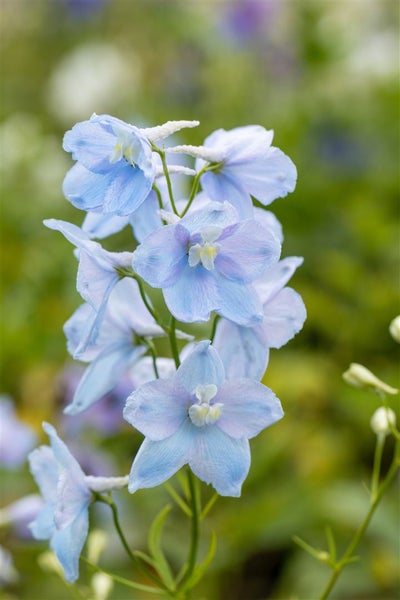 Delphinium Pacific 'Astolat', Rittersporn, rosa-lila, ca. 9x9 cm Topf