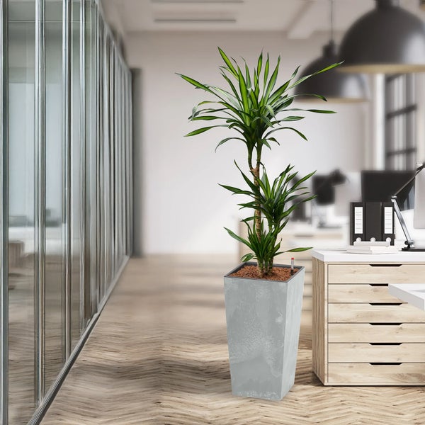 Innenraumszene mit Zimmerpflanze in eckigem Pflanzgefäß