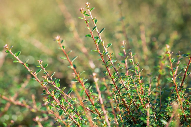 Cotoneaster microphyllus 'Cochleatus', immergrün, ca. 9x9 cm Topf