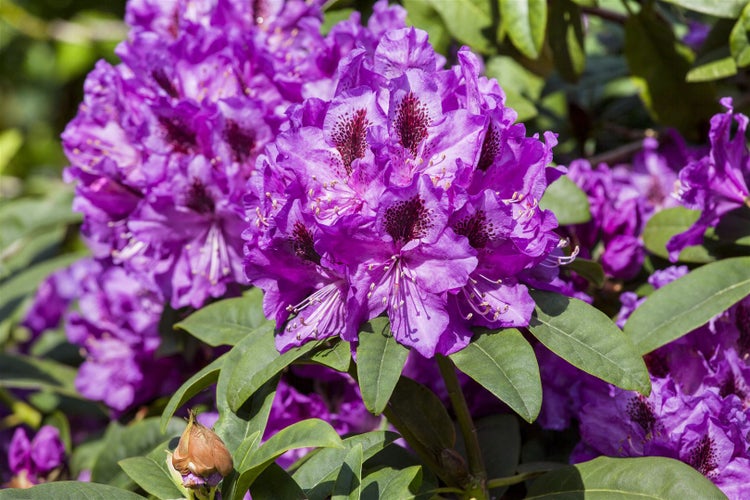Rhododendron Hybr. 'Blue Peter', blauviolett, 30–40 cm