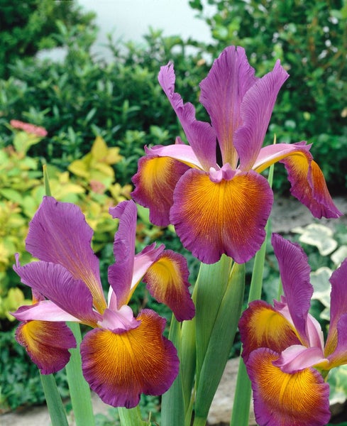 Iris spuria, ca. 9x9 cm Topf, elegant, blau-violette Blüten