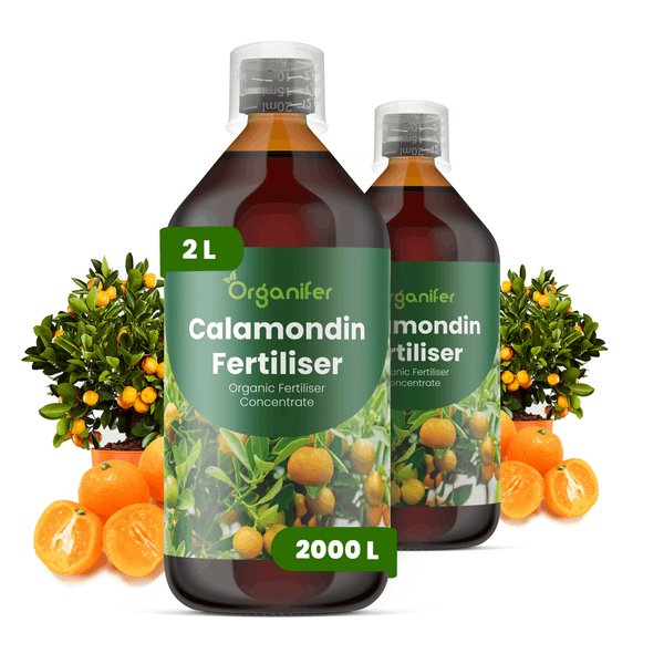 Organifer Calamondin-Dünger, 2 Liter organisches Flüssigdüngerkonzentrat für Zitruspflanzen.