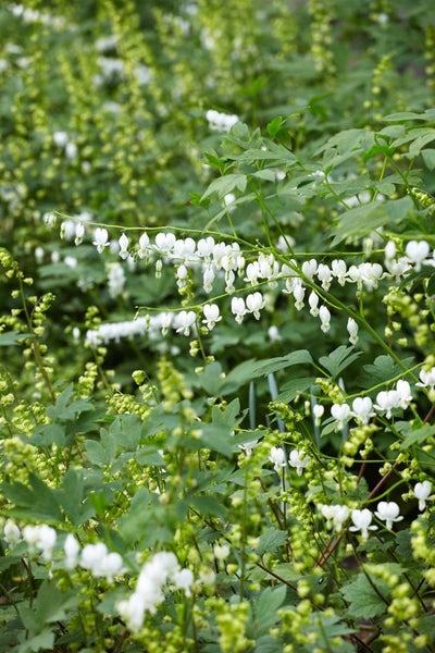 Nahaufnahme von blühenden Herzblumen mit grünen Blättern im Garten.