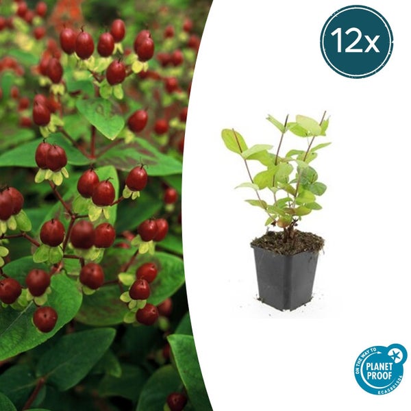12er-Pack Johanniskraut im Topf mit roten Beeren und grünen Blättern, zertifiziert für nachhaltigen Anbau.