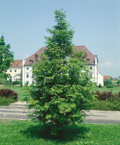 Lebensbaum im Aussenbereich