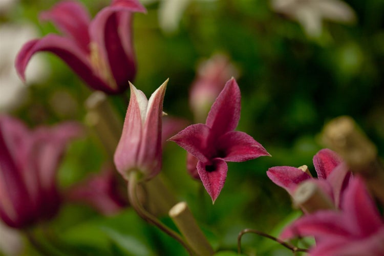 Clematis texensis 'Princess Diana', Klematis, rosa, 100–150 cm