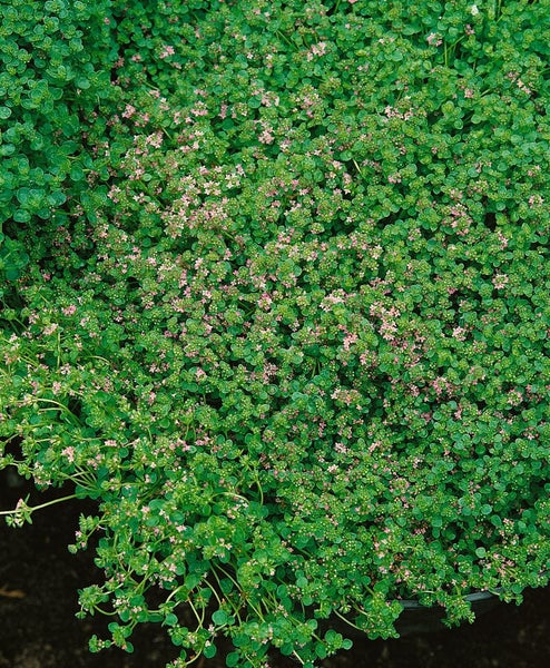 Mentha requienii, Korsische Minze, ca. 9x9 cm Topf, aromatisch