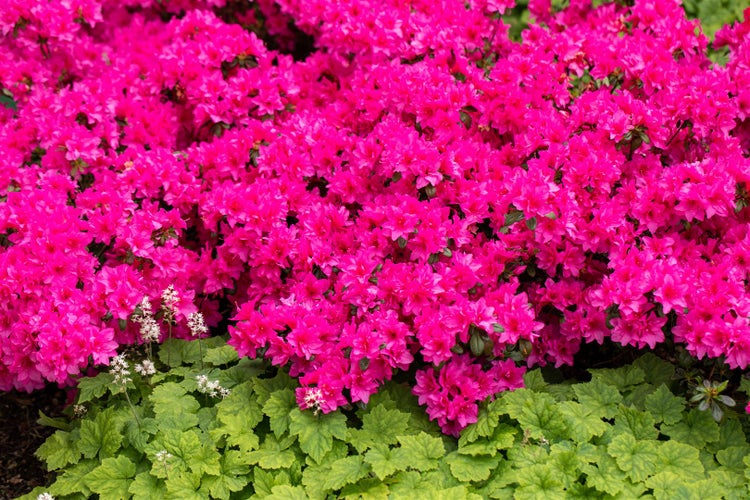 Üppige Azaleenblüten im Gartenbeet