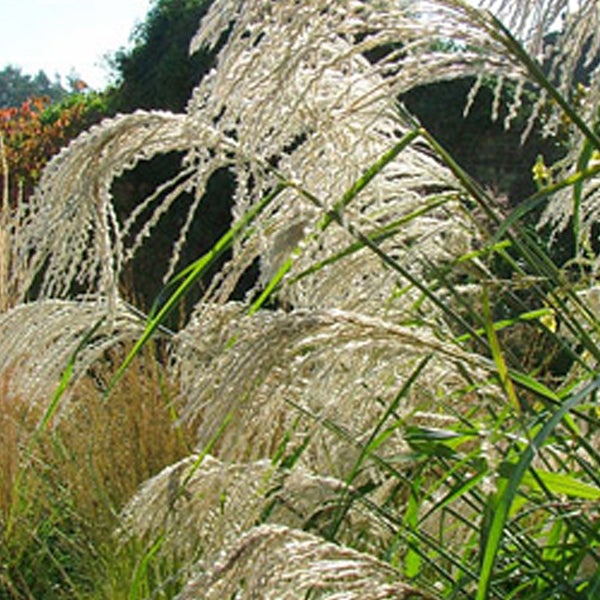 Chinaschilf im Garten