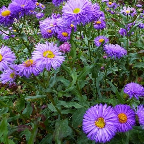 Nahaufnahme von lila Herbstastern im Garten.
