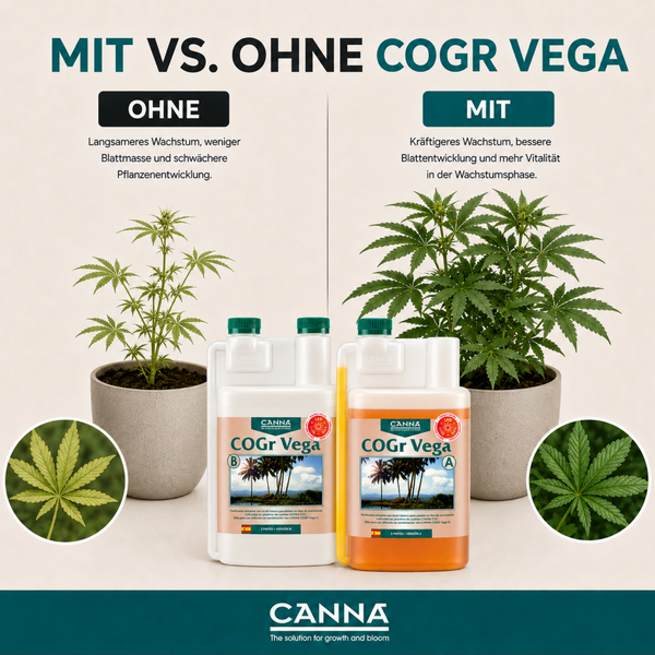 Vergleichsbild zur Wirkung von Canna COGr Vega Pflanzendünger auf das Wachstum von Cannabispflanzen mit und ohne Düngeranwendung.