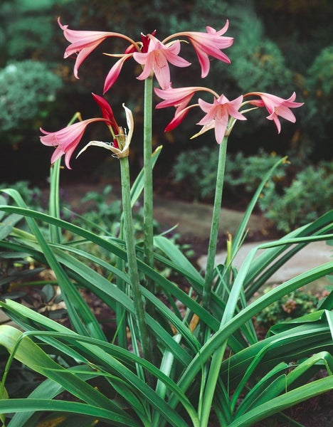 Gruppe von Amaryllisgewächsen im Gartenbeet