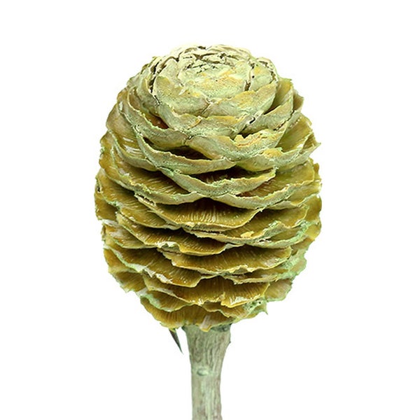 Dekorative Zapfenblume auf Stiel