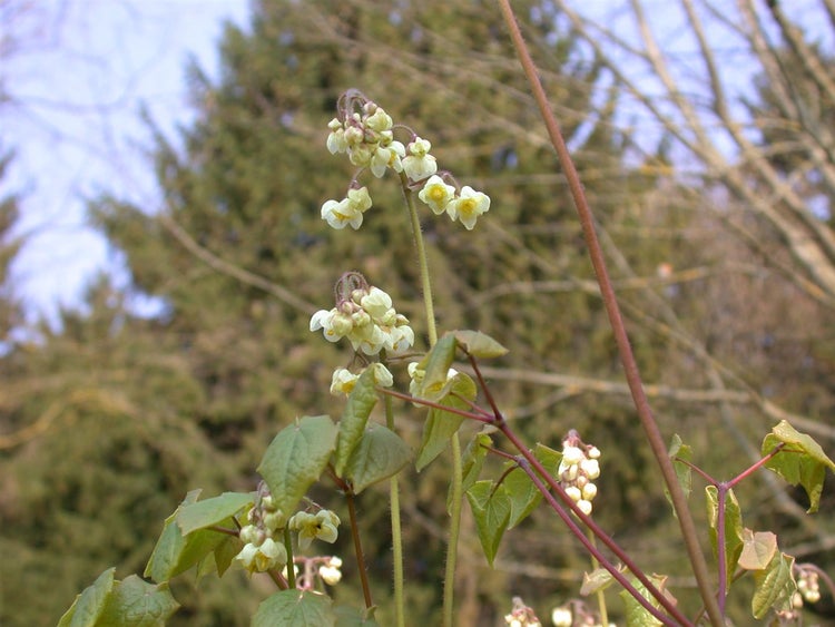Epimedium pubigerum, Elfenblume, ca. 9x9 cm Topf, wintergrün
