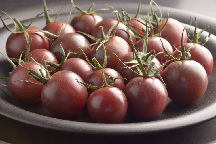 SAFLAX  - BIO - Tomate - Black Cherry - Solanum lycopersicum - 10 Samen - Mit keimfreiem Anzuchtsubstrat