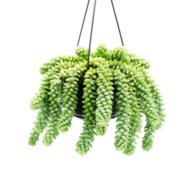 Sedum morganianum 'Burrito' - Affenschaukel - 14cm Ampeltopf - hängende Sukkulente