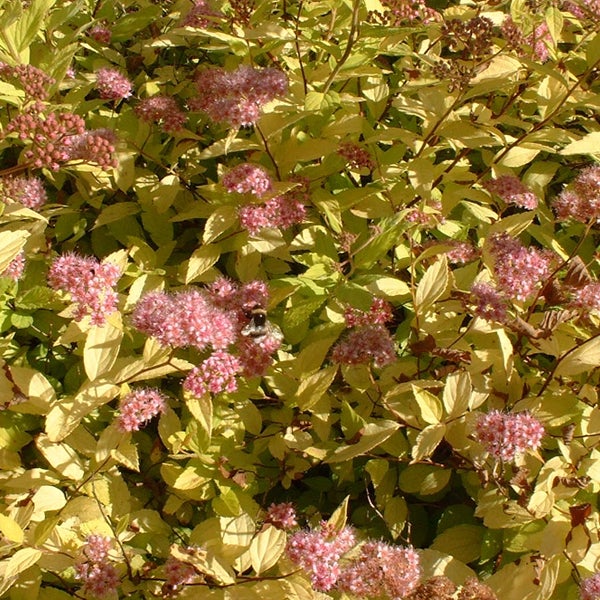 Spierstrauch mit gelben Blättern und rosa Blüten