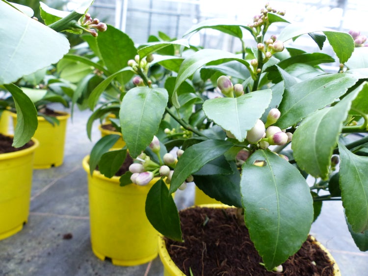 BONSAI: Meyer Meyerii Zitrone echter Zitronenbaum 30 cm Citrus Limon Zitruspflanze
