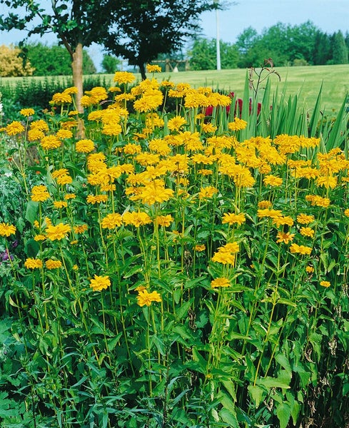 Heliopsis scabra 'Karat', Sonnenauge, goldgelb, ca. 11x11 cm Topf